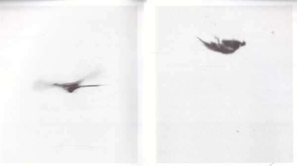 HOWALT, Nicolai and Trine SONDERGAARD.  Dying Birds. - Image 2