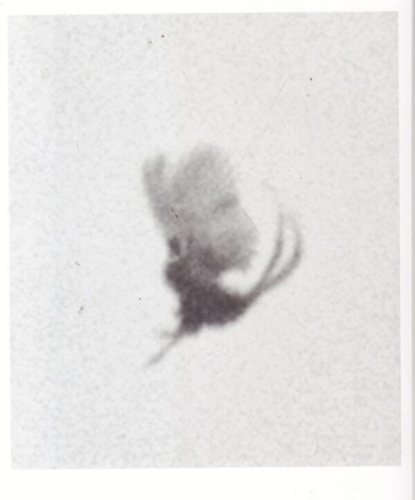 HOWALT, Nicolai and Trine SONDERGAARD.  Dying Birds. - Image 3