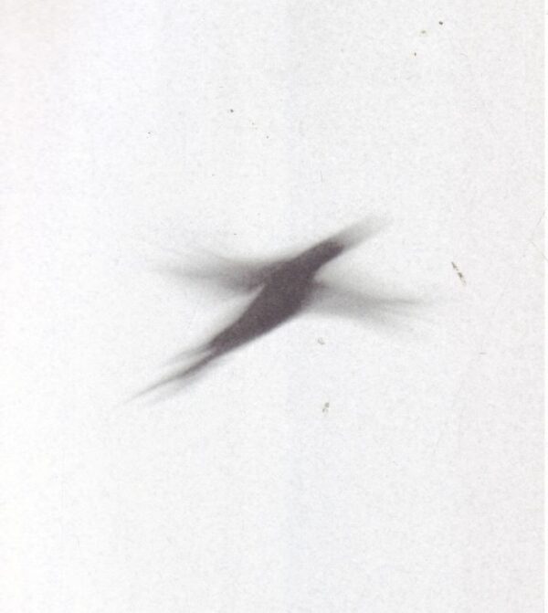 HOWALT, Nicolai and Trine SONDERGAARD.  Dying Birds. - Image 4