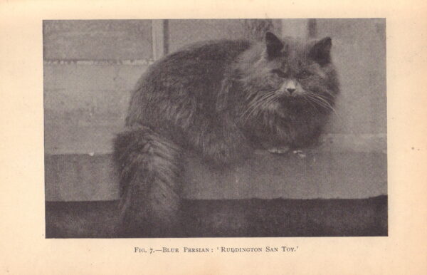 BARTON, Frank Townend. The Cat: Its Points and Management in Health and Disease. - Image 3