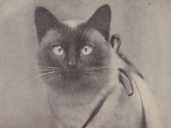 BARTON, Frank Townend. The Cat: Its Points and Management in Health and Disease. - Image 5