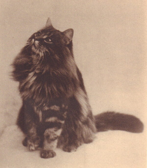 BUCKWORTH-HERNE-SOAME, Evelyn.  Cats Long-Haired and Short: Their breeding, rearing and showing. - Image 4