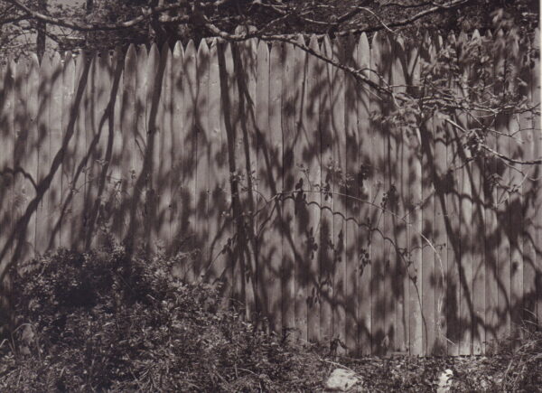 CONNIFF, Gregory.  Common Ground: An American Field Guide Volume 1. - Image 6