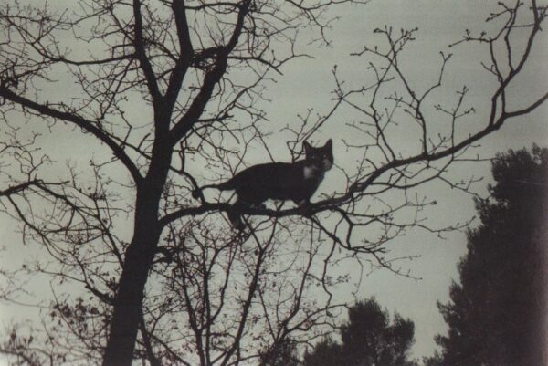 HORVAT, Frank.  Photodiary. - Image 2