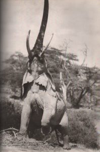 BEARD, Peter. Longing for Darkness: Kamantes Tales from Out of Africa.