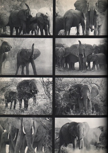 The End of the Game 1965 by Peter Hill Beard