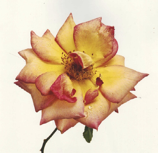 PENN, Irving. Flowers.