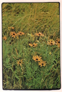 WADLEIGH, Michael. Woodstock.