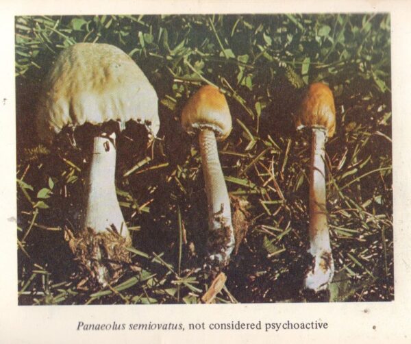 MILLER, Richard Allan and David Tatelman.  Magical Mushroom Handbook. - Image 3