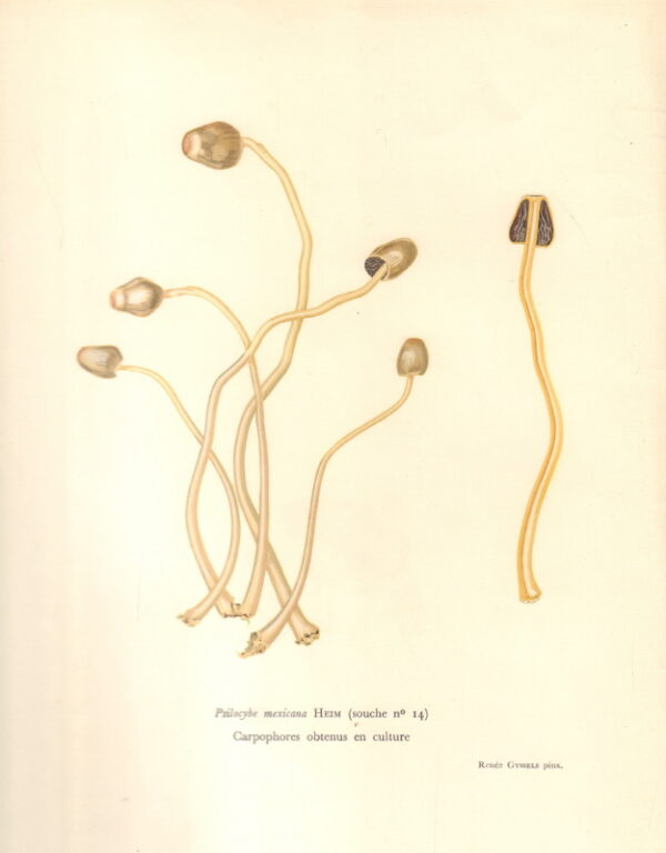 HEIM, Roger, R. Gordon WASSON and Albert HOFFMAN.  Les Champignons Hallucinogens du Mexico: Etudes, Enthnologiques, Taxinomiques, Biologiques, Physiologiques et Echimques.  Accompanied by  HEIM, Roger.  Nouvelles Investigations sur les Champignons Hallucinogens. - Image 4