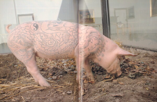 DELVOYE, Wim.  Pigs. - Image 3