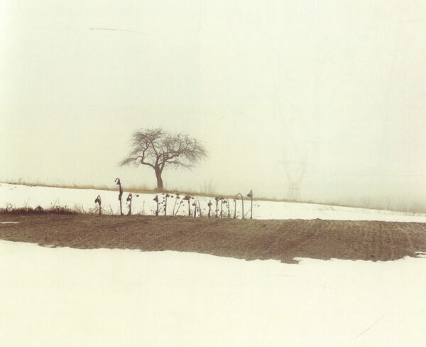 STERNFELD, Joel.  American Prospects. - Image 6