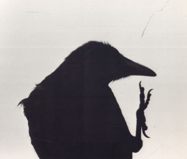FUKASE, Masahisa.  The Solitude of Ravens. - Image 2