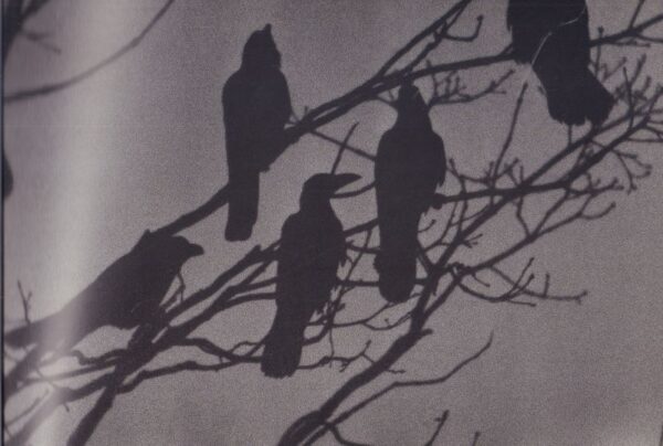 FUKASE, Masahisa.  The Solitude of Ravens. - Image 3