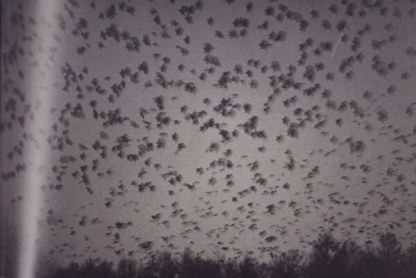FUKASE, Masahisa.  The Solitude of Ravens. - Image 4