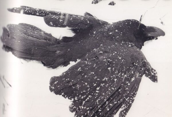 FUKASE, Masahisa.  The Solitude of Ravens. - Image 5