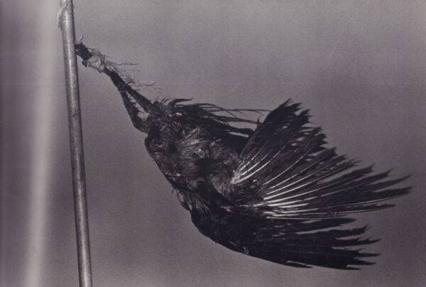 FUKASE, Masahisa.  The Solitude of Ravens. - Image 6