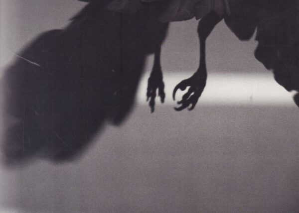 FUKASE, Masahisa.  The Solitude of Ravens. - Image 7