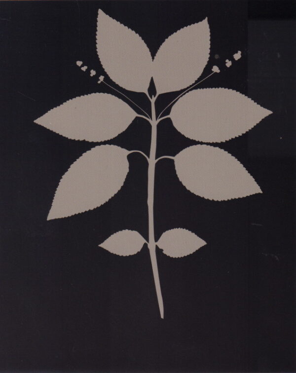 EZAWA, Kota.  The History of Photography Remix. - Image 2