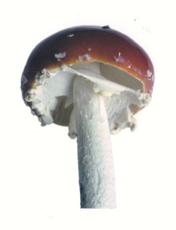 (SOLD): HOMMA, Takashi.  Scandinavian Mushroom. - Image 2