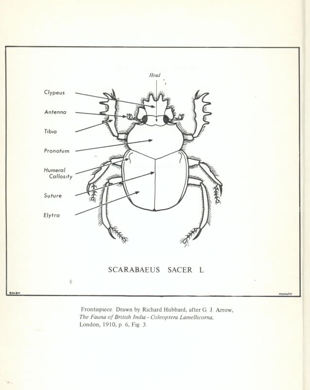 WARD, W.A. Studies on Scarab Seals. Volume One: Pre-12th Dynasty Scarab Amulets. - Image 2