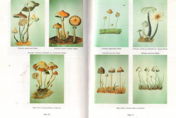 RIEDLINGER, Thomas.  The Sacred Mushroom Seeker: Essays for R. Gordon Wasson. - Image 4