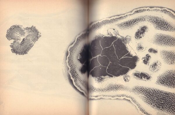 KUSAMA, Yayoi. Manhattan Suicide Addict. - Image 4