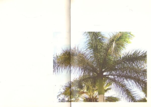 (SOLD): POGACAR, Tadej.  Twenty Palm Trees of Santa Cruz de Tenerife. - Image 3