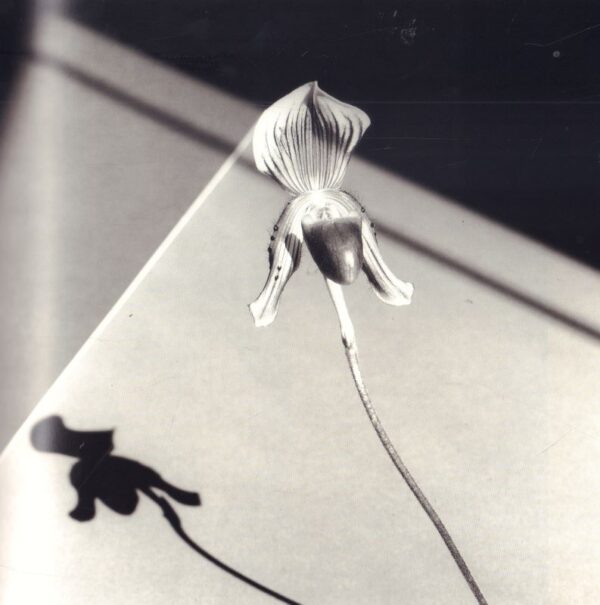 HOLBORN, Mark and Dimitri LEVAS.  Mapplethorpe. - Image 7