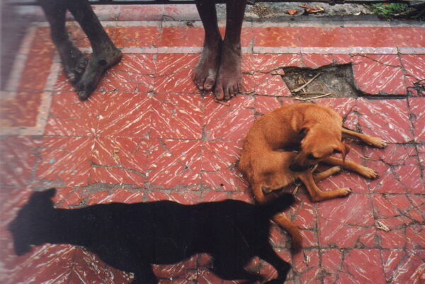 WEBB, Alex.  Under a Grudging Sun: Photographs from Haiti Libere 1986 - 1988. - Image 2